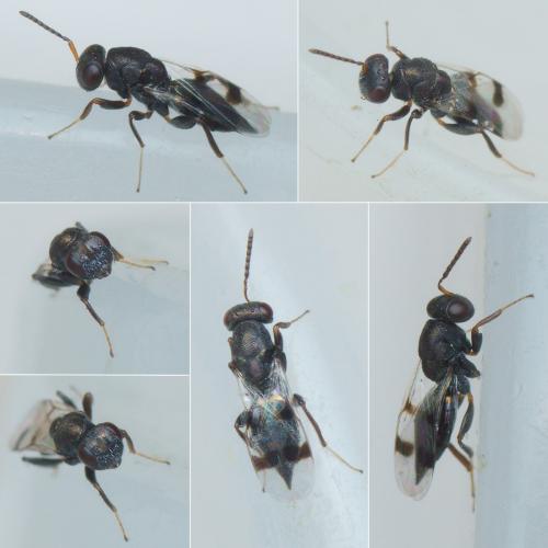 Cheiropachus quadrum